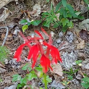 Meet your Posher, Sybille